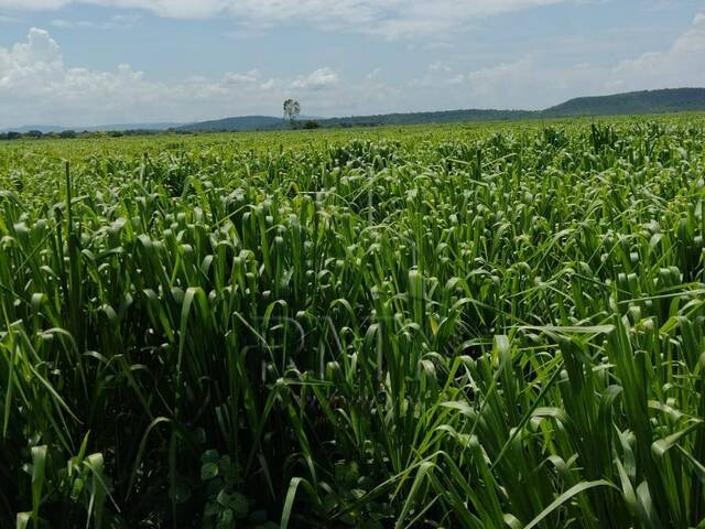 #OBERG0200V - Fazenda para Venda em Cuiabá - MT