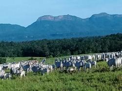 #OBERG001VF - Fazenda para Venda em Poconé - MT