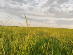 Venda em Zona Rural - Poconé