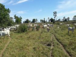 #OBERG015VF - Fazenda para Venda em Poconé - MT