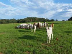 #OBERG032VF - Fazenda para Venda em Rondonópolis - MT - 1