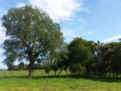 #OBERG032VF - Fazenda para Venda em Rondonópolis - MT - 2