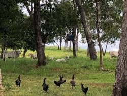 #MTONDOF64 - Fazenda para Venda em Chapada dos Guimarães - MT