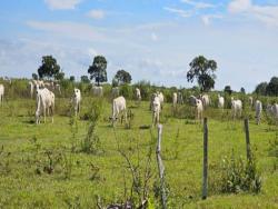 #Ale100 - Chácara para Venda em Rosário Oeste - MT