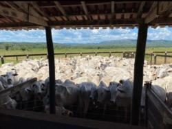 #OBERG059VF - Fazenda para Venda em Santo Antônio de Leverger - MT - 3