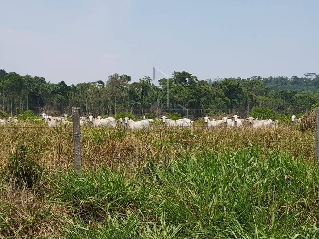 Fazenda à venda com 2 quartos, 1014m² - Foto 5