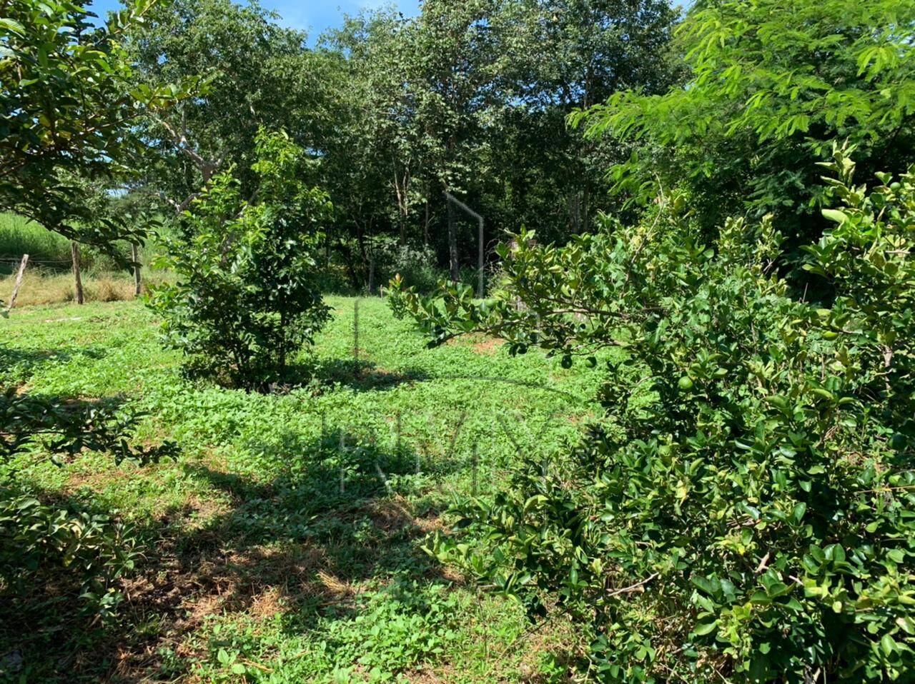 Fazenda à venda com 4 quartos, 48m² - Foto 17